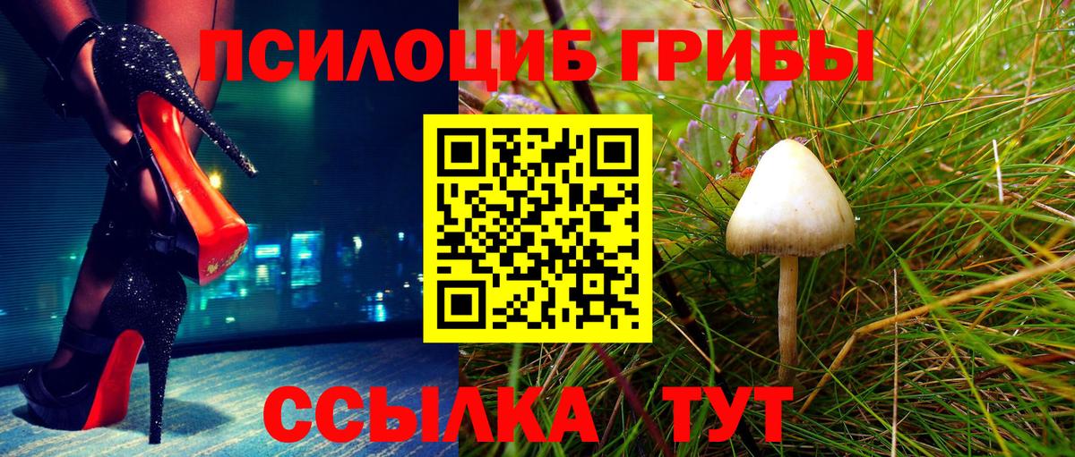 Псилоцибиновые грибы Cubensis  Псилоцибиновые грибы прущие грибы  Вход с VPN  Краснознаменск 